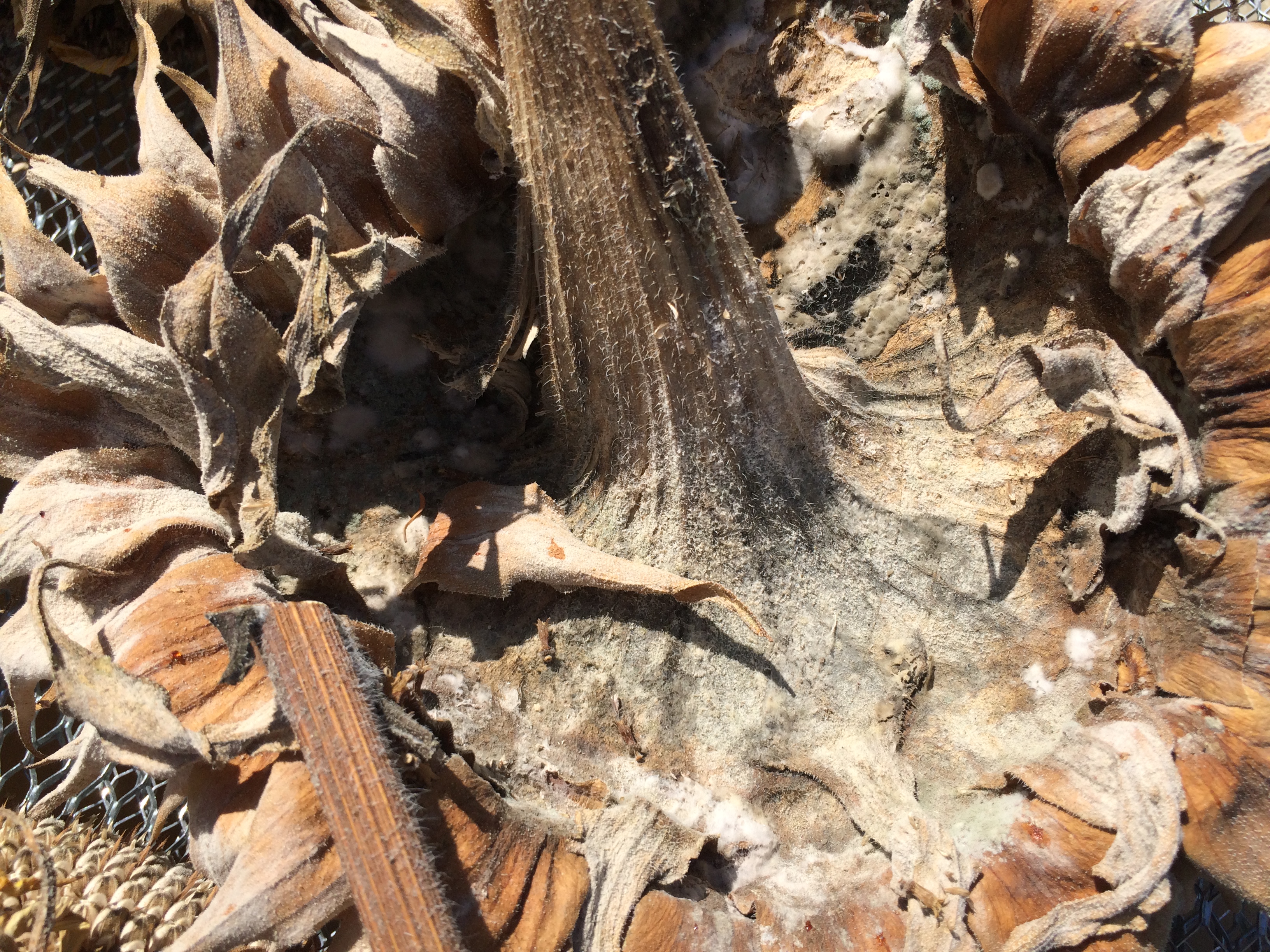 Sunflower Safety of Mold on Sunflowers