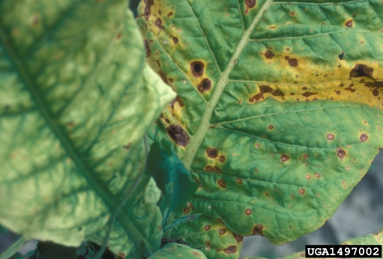 Tobacco Diseases and Pests, Description, Uses, Propagation
