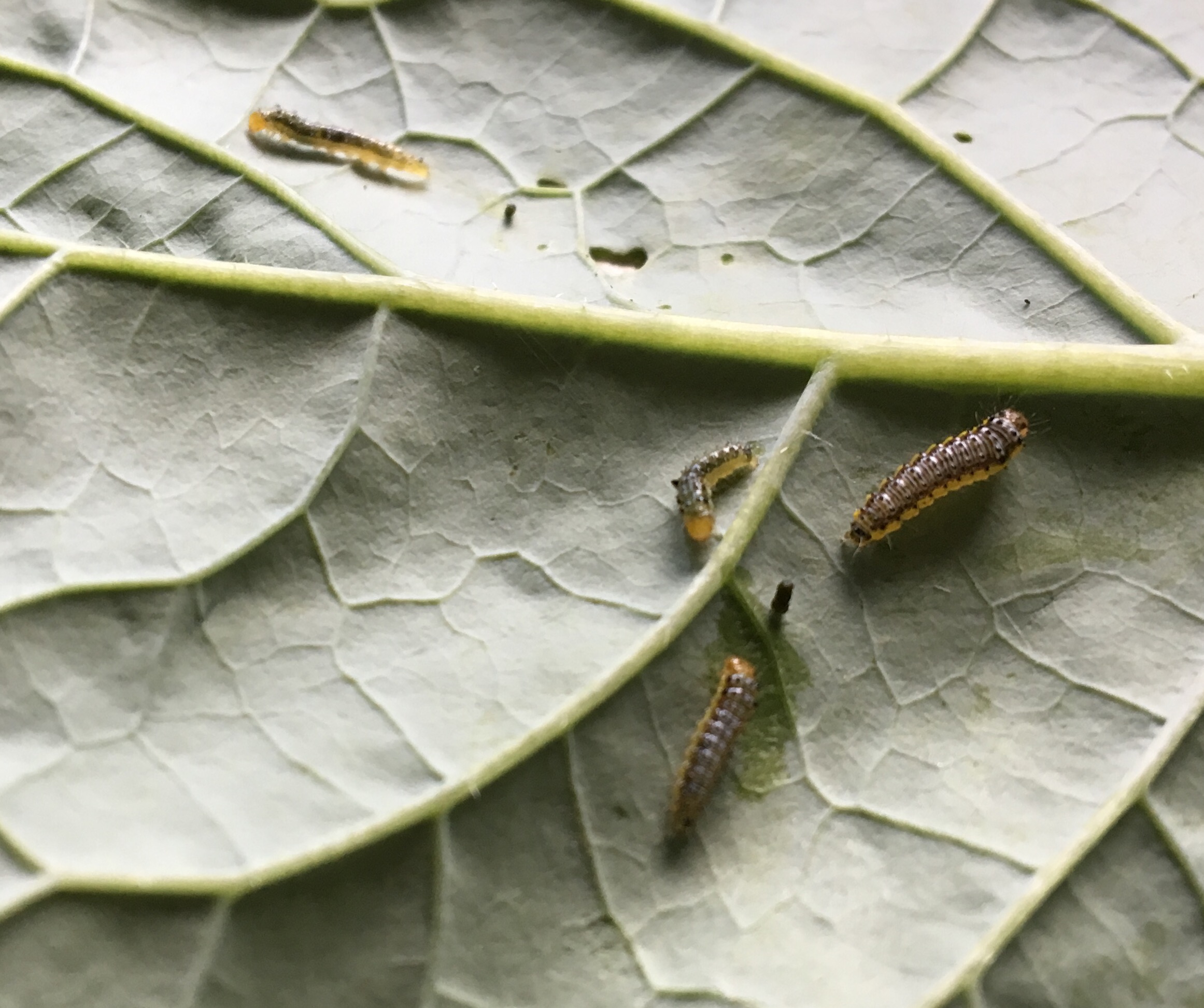 How Do I Get Rid Of Caterpillars On My Kale fakenews.rs
