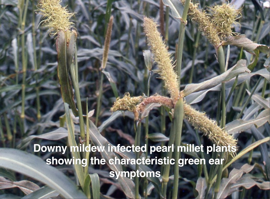 Pearl Millet Diseases and Pests, Description, Uses, Propagation