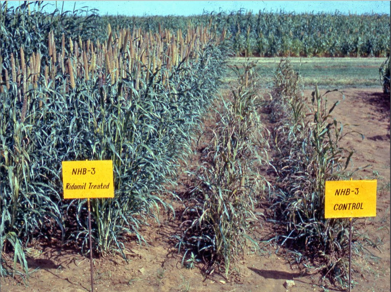 Pearl Millet Diseases and Pests, Description, Uses, Propagation