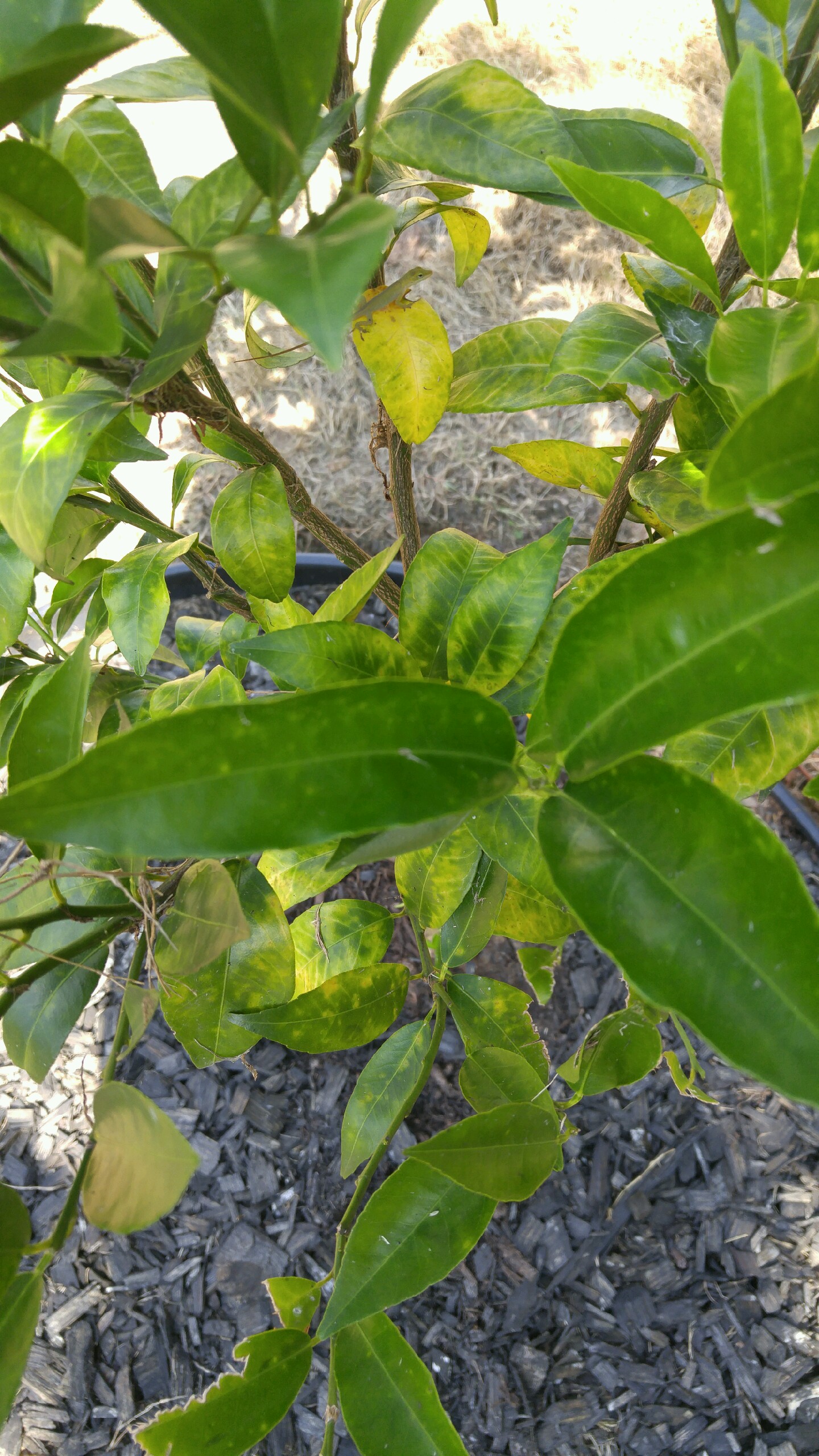 Orange Tangerine tree leaves turning yellow