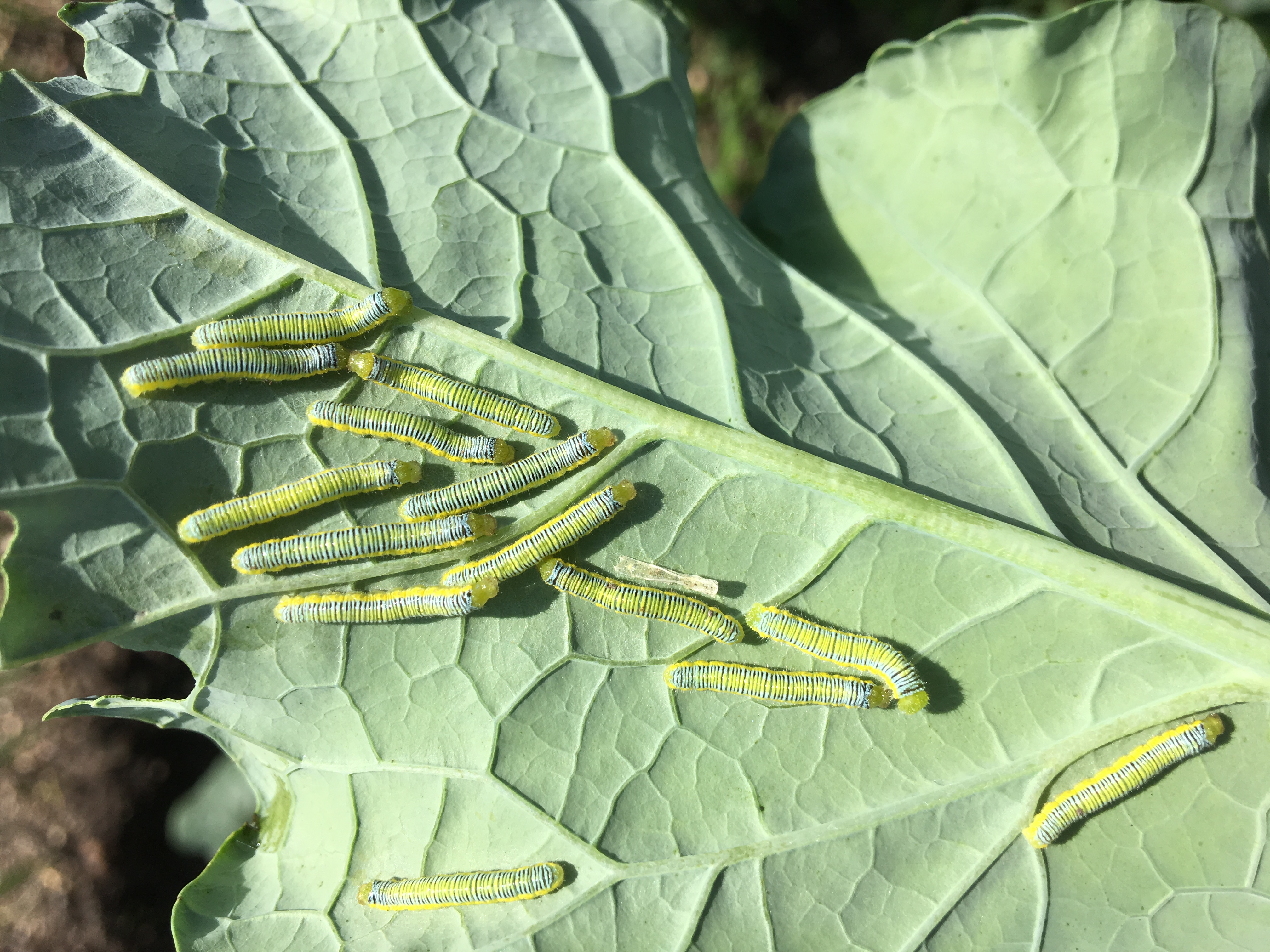 Cabbage (red, white, Savoy) Worms in cabbages