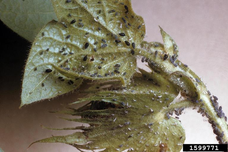 Cotton Diseases and Pests, Description, Uses, Propagation