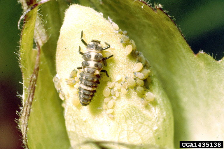 Cotton Diseases and Pests, Description, Uses, Propagation