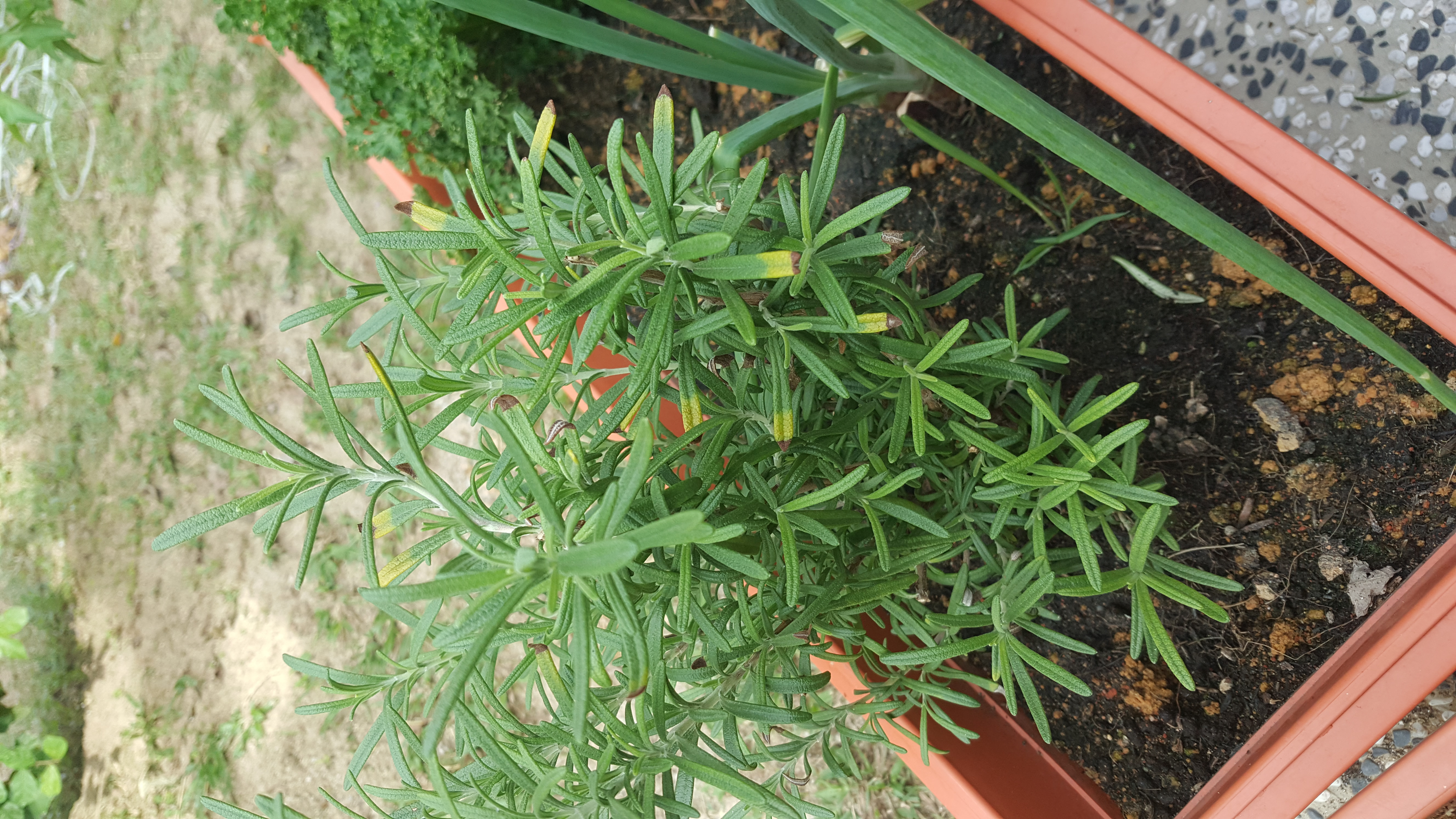 Rosemary Rosemary disease