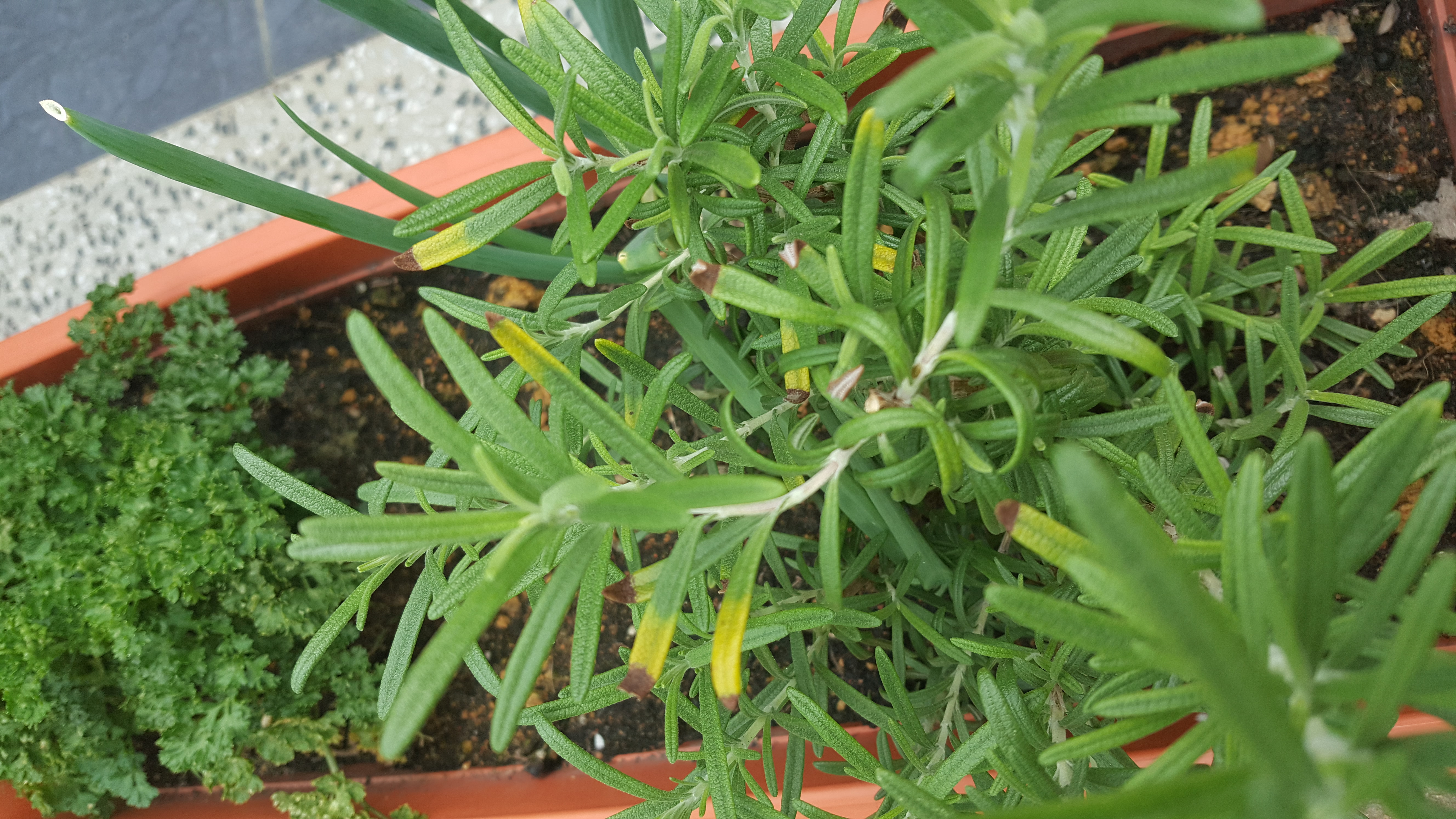 Rosemary Rosemary disease