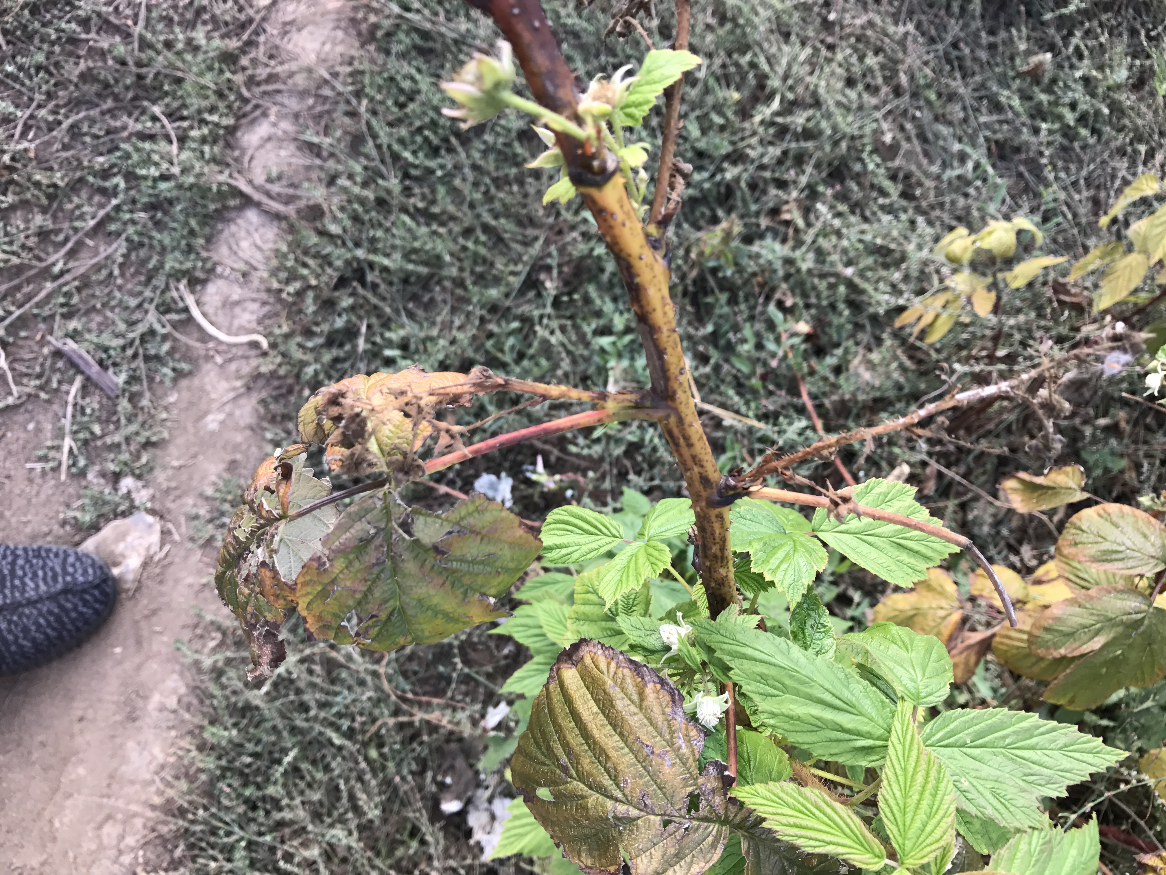 Raspberry Problem with leaves of raspberries