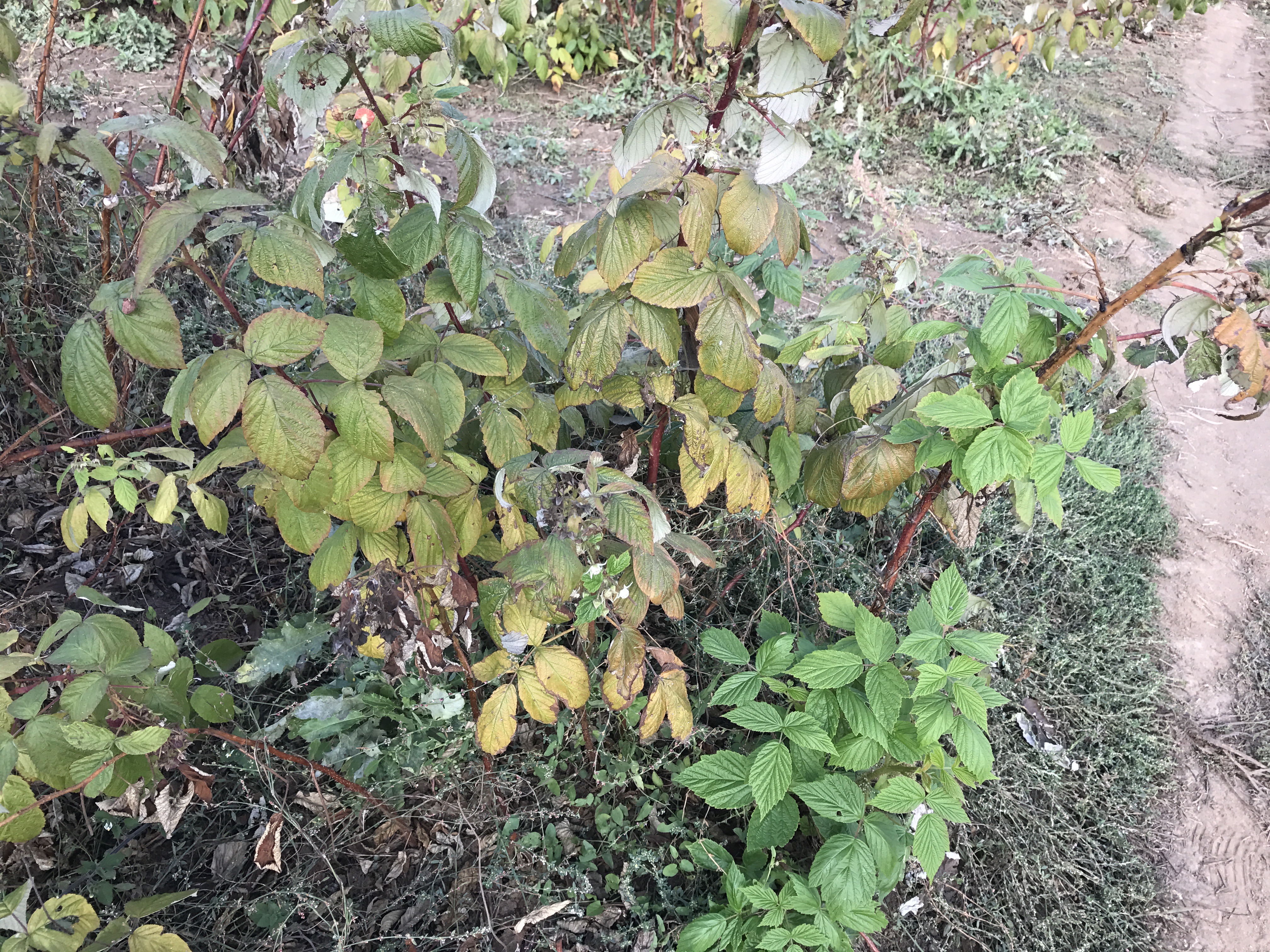 Raspberry Problem with leaves of raspberries