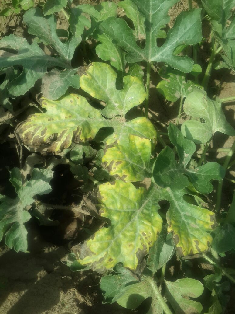 Watermelon Watermelon Leaves turning Yellow