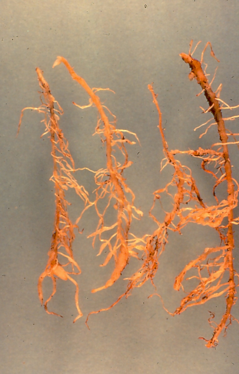 Ginger Diseases and Pests, Description, Uses, Propagation