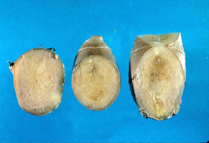 Ginger Diseases and Pests, Description, Uses, Propagation