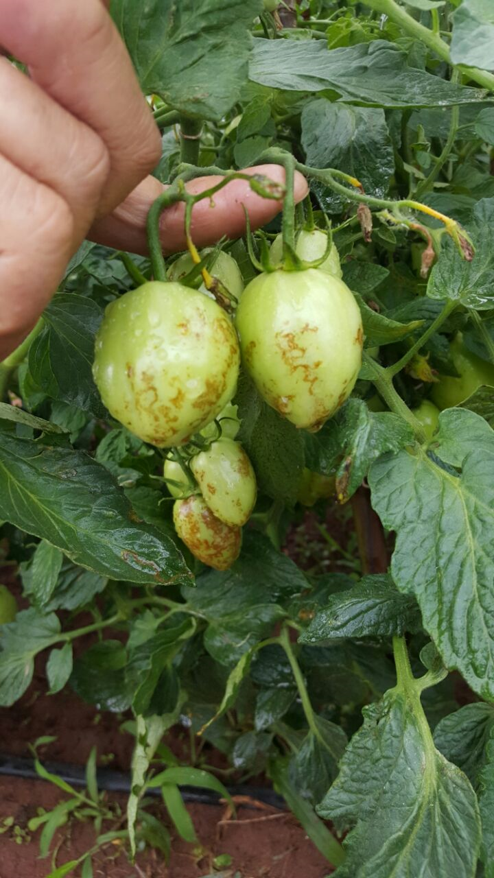 PlantVillage | tomato disease