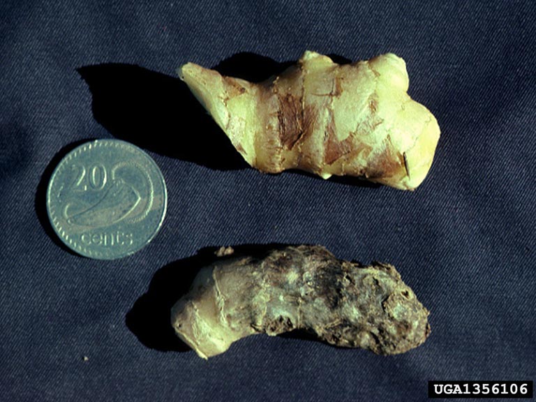 Ginger Diseases and Pests, Description, Uses, Propagation