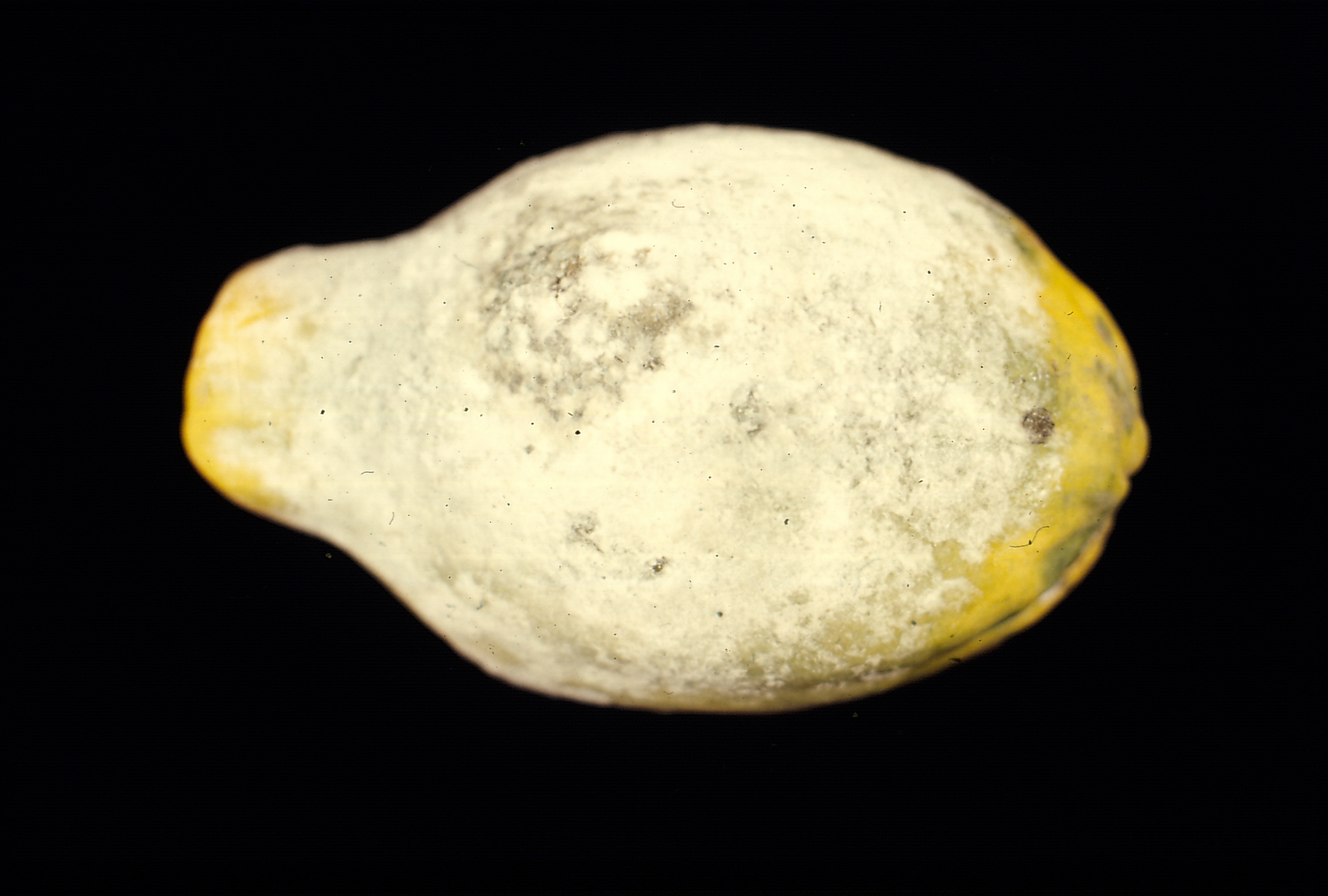 Papaya (pawpaw) Diseases and Pests, Description, Uses, Propagation