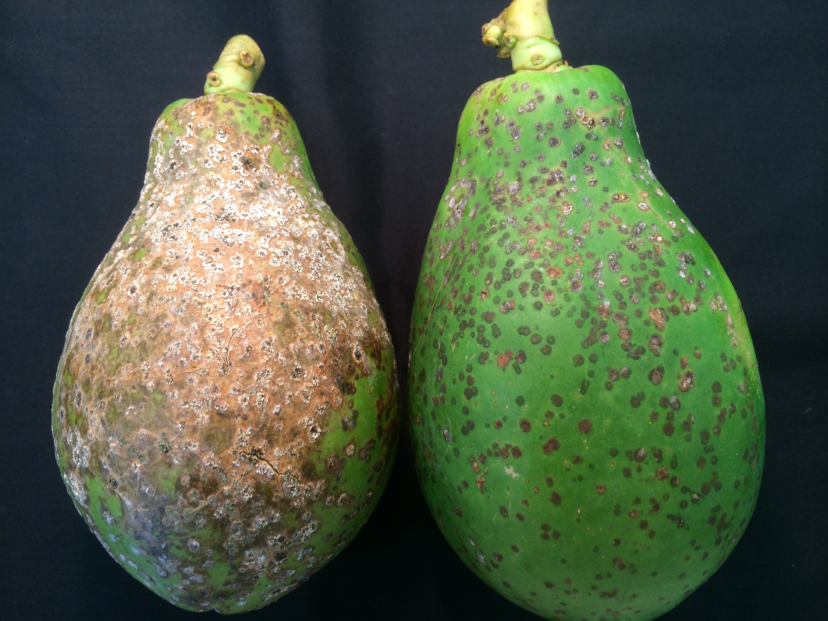 Papaya (pawpaw) Diseases and Pests, Description, Uses, Propagation