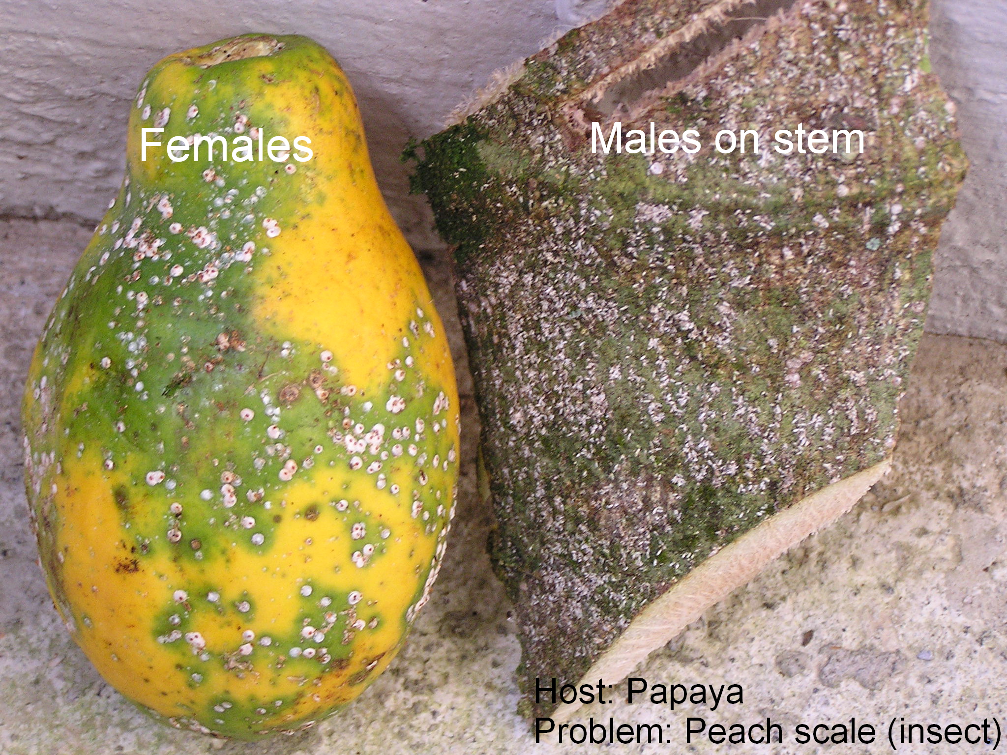 Papaya (pawpaw) Diseases and Pests, Description, Uses, Propagation