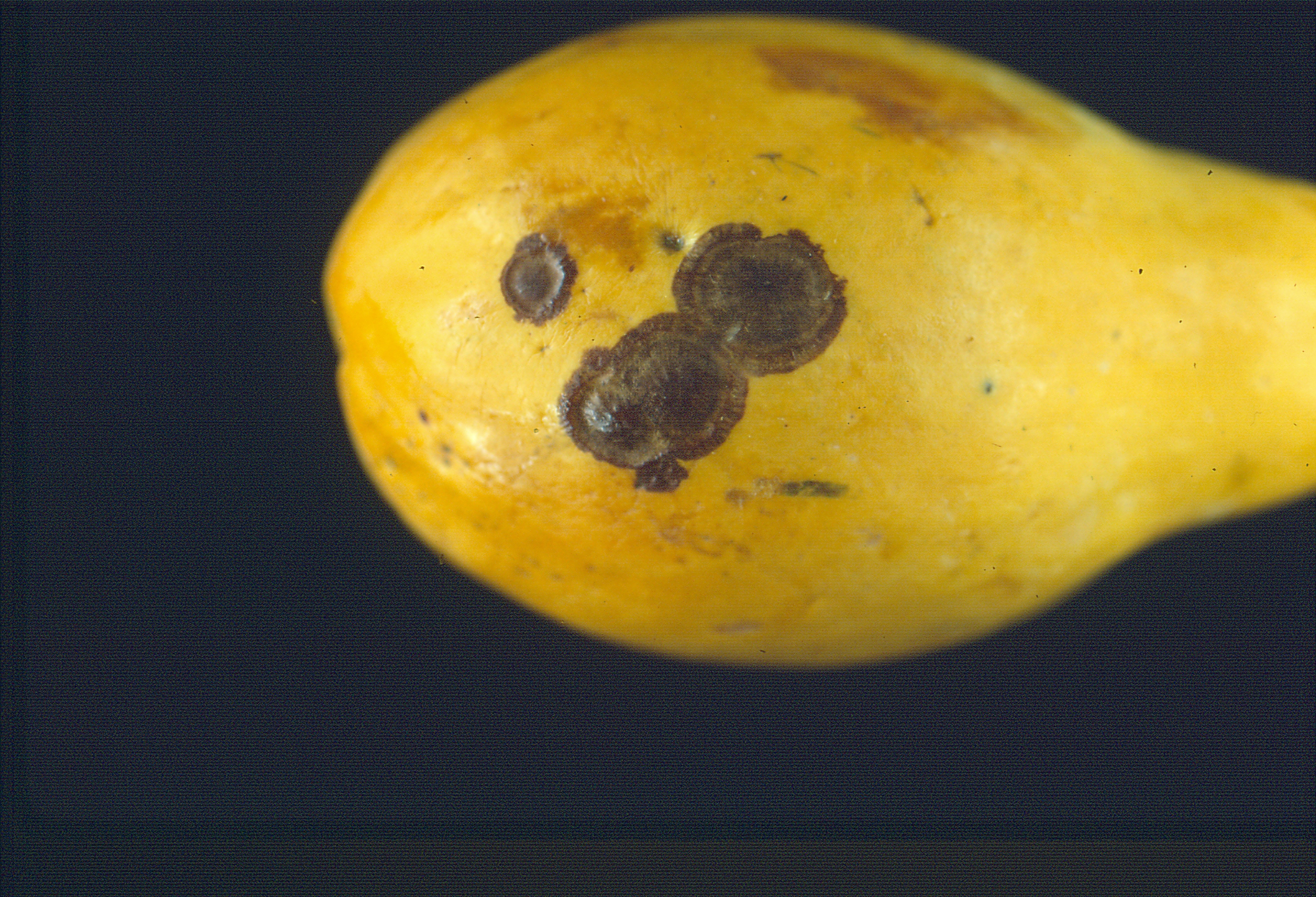 Papaya (pawpaw) Diseases and Pests, Description, Uses, Propagation