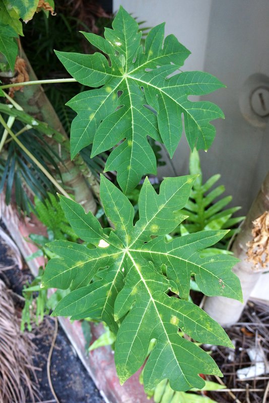 Papaya (pawpaw) Diseases and Pests, Description, Uses, Propagation