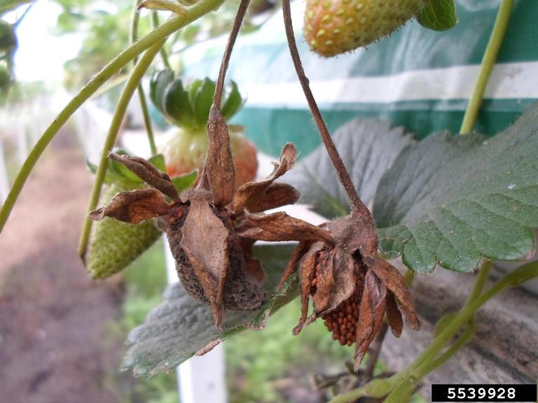 Strawberry Diseases and Pests, Description, Uses, Propagation
