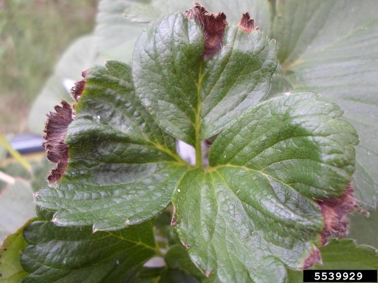 Strawberry Diseases and Pests, Description, Uses, Propagation