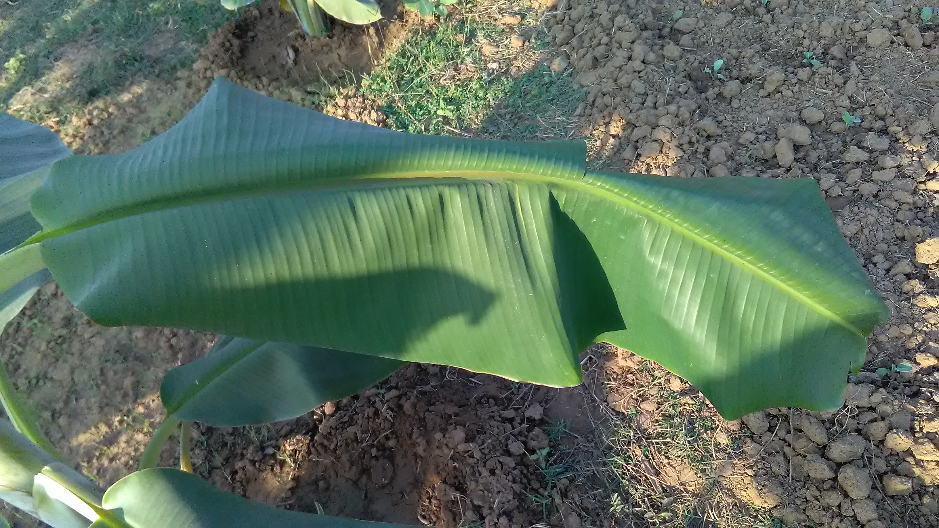 Banana Why Midrib bends