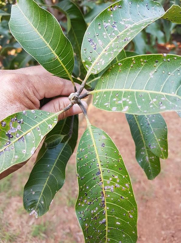 Mango Black spots on Mango leaves