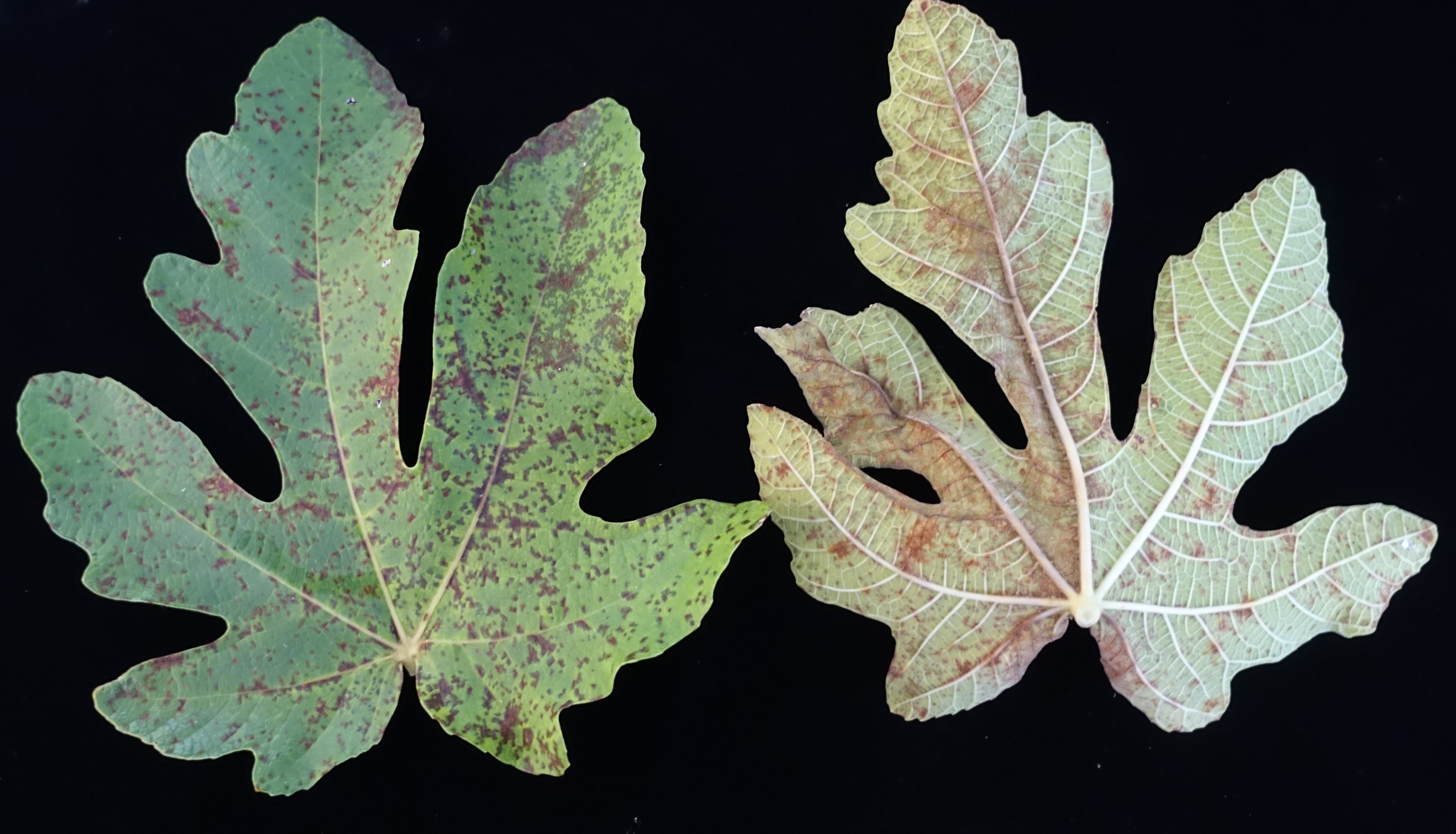 Fig Diseases and Pests, Description, Uses, Propagation