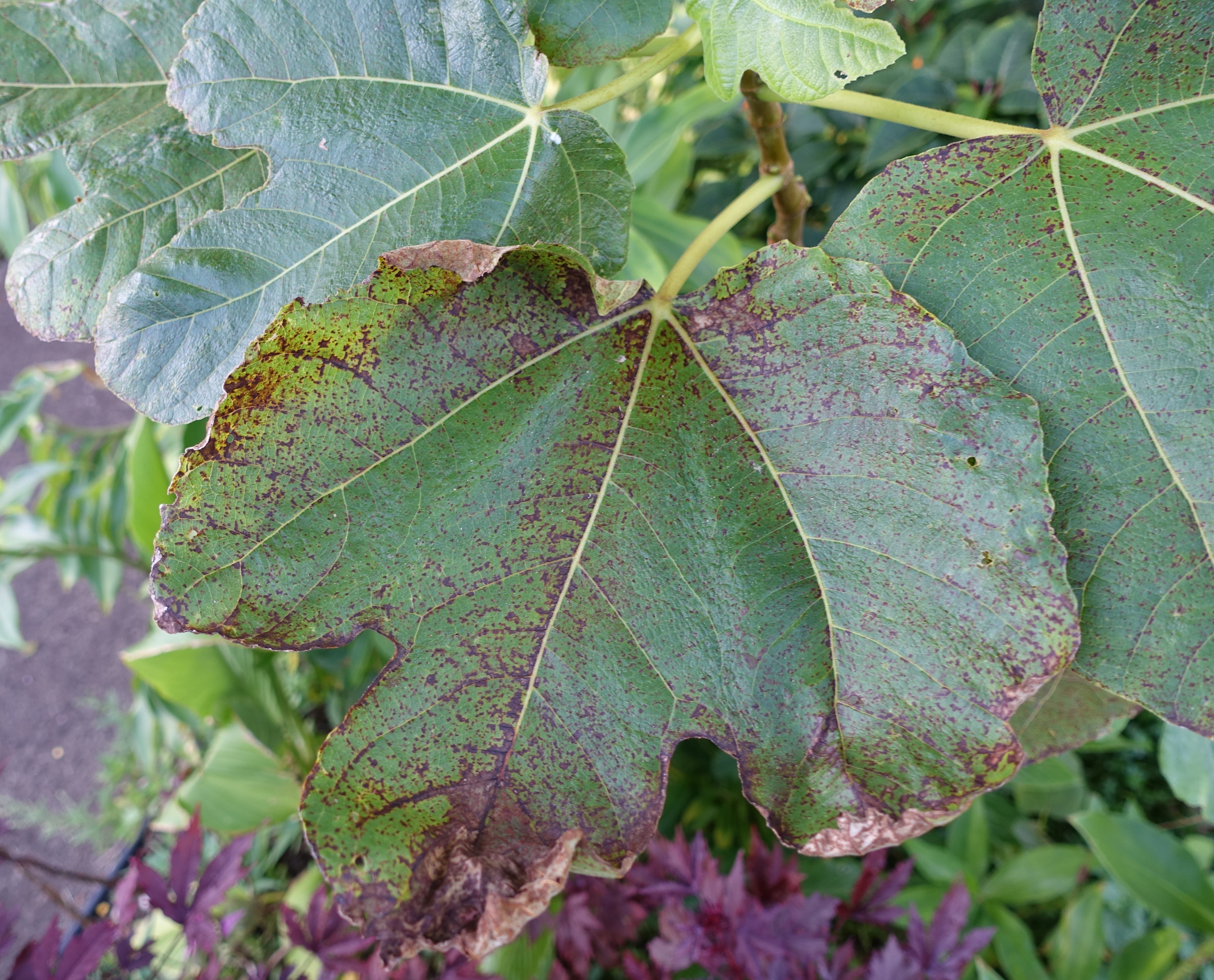 Fig Diseases and Pests, Description, Uses, Propagation