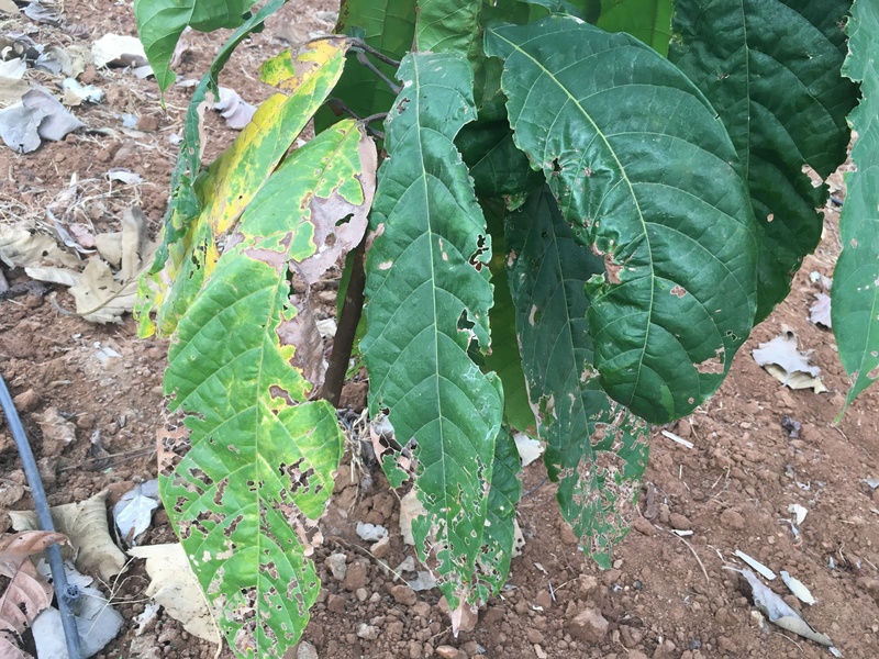Cocoa (cacao) Diseases and pests affecting cocoa plants in South