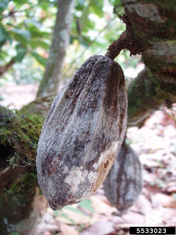 Cocoa (cacao) Diseases and Pests, Description, Uses, Propagation