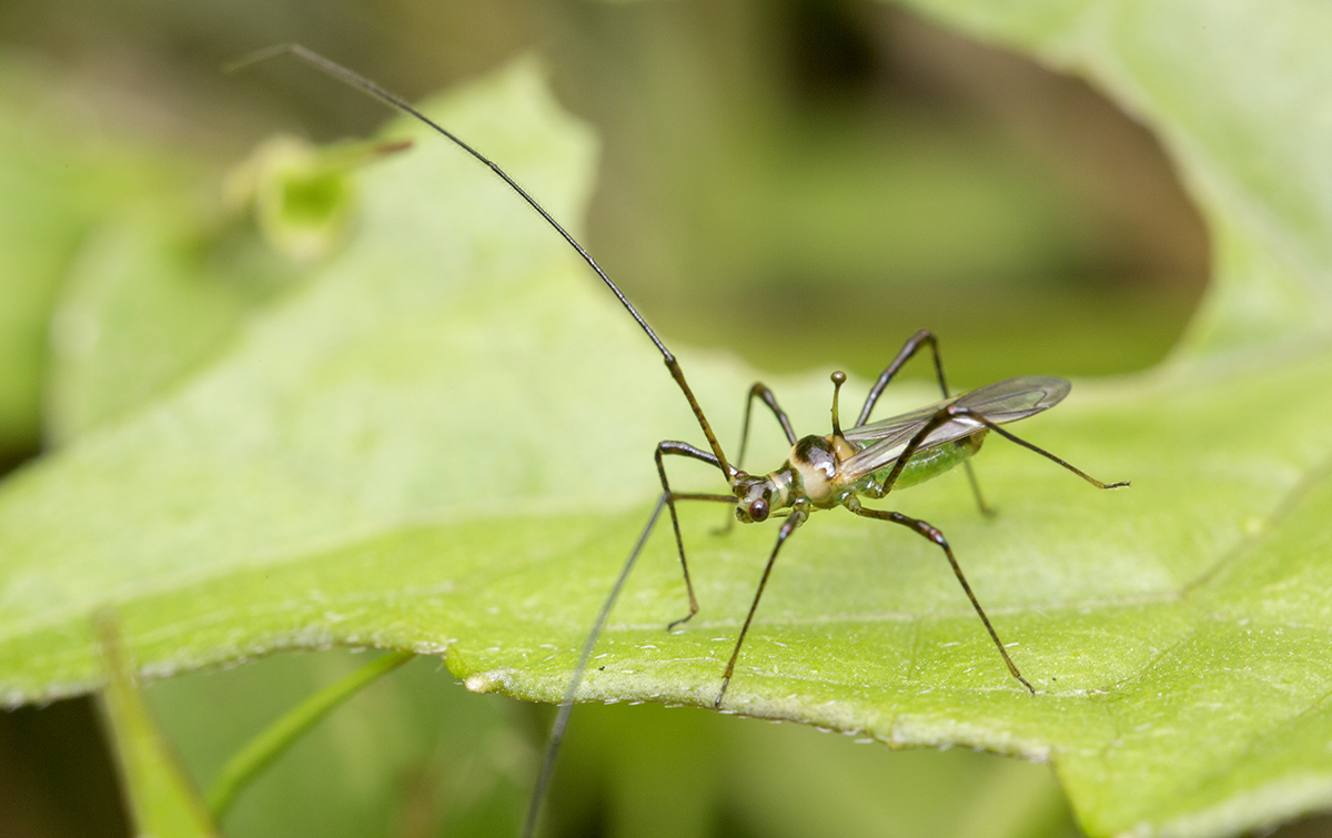 Cocoa (cacao) Diseases and Pests, Description, Uses, Propagation