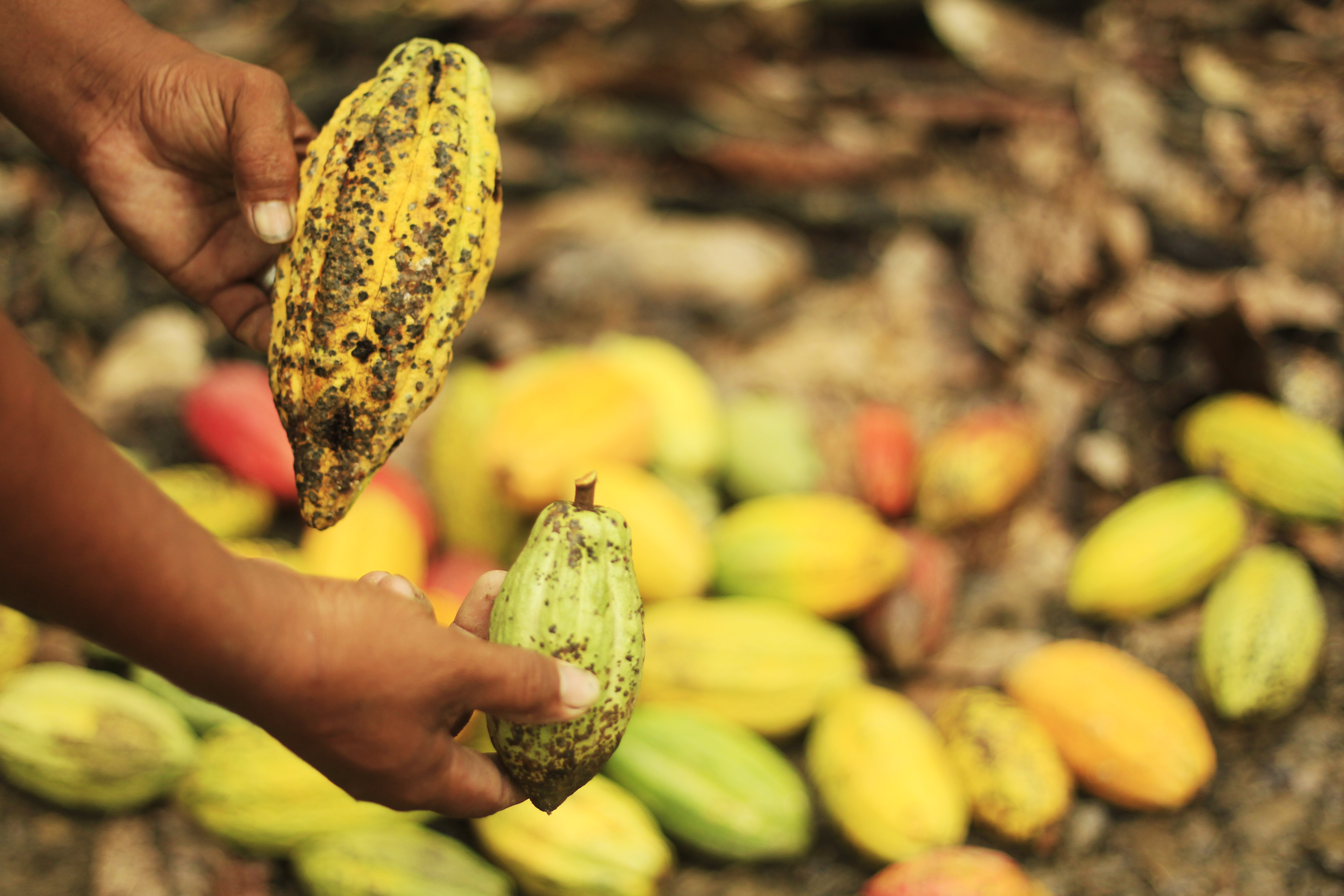 Cocoa (cacao) Diseases and Pests, Description, Uses, Propagation