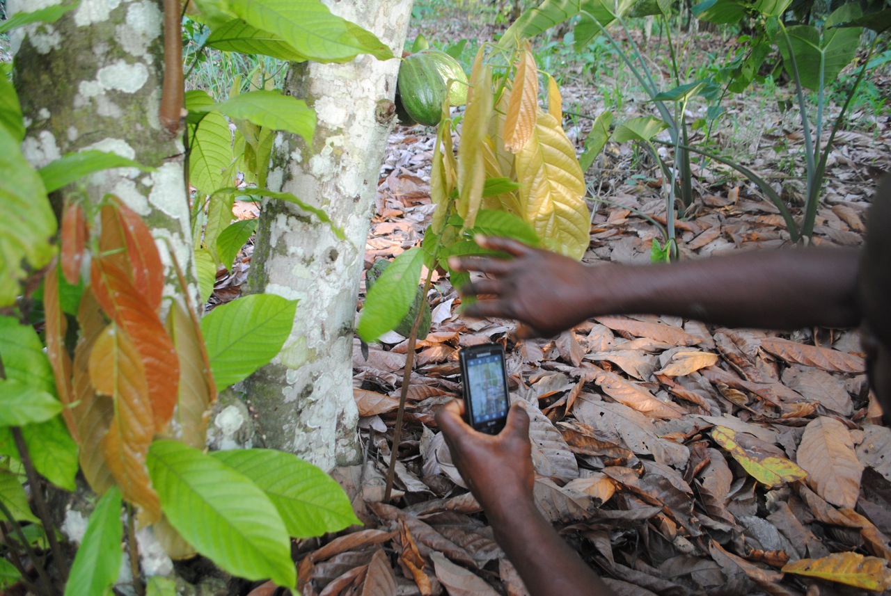 Cocoa (cacao) Diseases and Pests, Description, Uses, Propagation