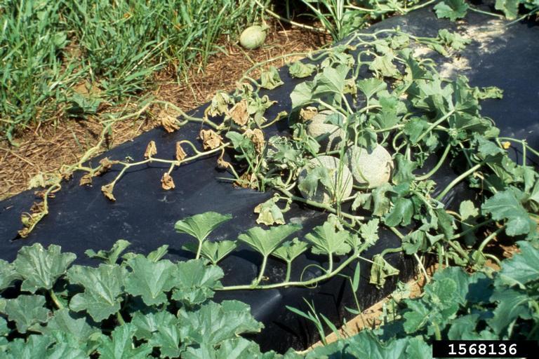 Cantaloupe Diseases and Pests, Description, Uses, Propagation