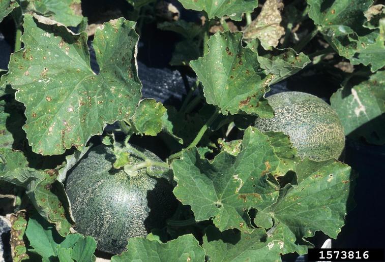 Cantaloupe Diseases and Pests, Description, Uses, Propagation