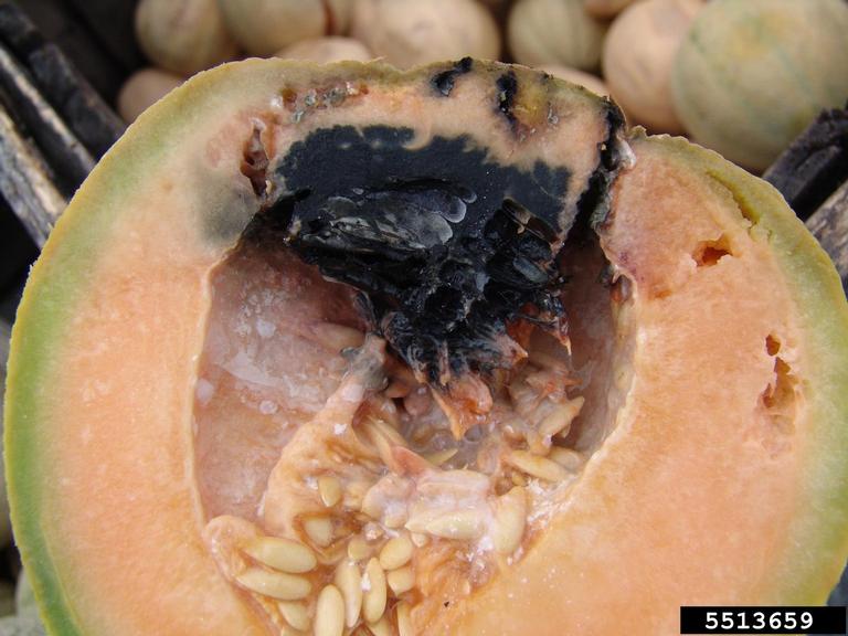 Cantaloupe Diseases and Pests, Description, Uses, Propagation