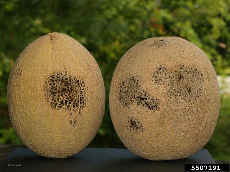 Cantaloupe Diseases and Pests, Description, Uses, Propagation