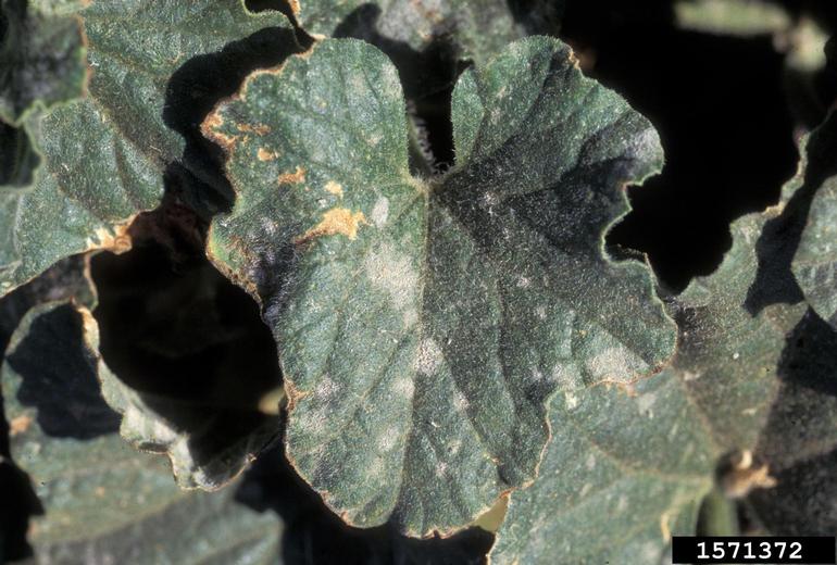 Cantaloupe Diseases and Pests, Description, Uses, Propagation