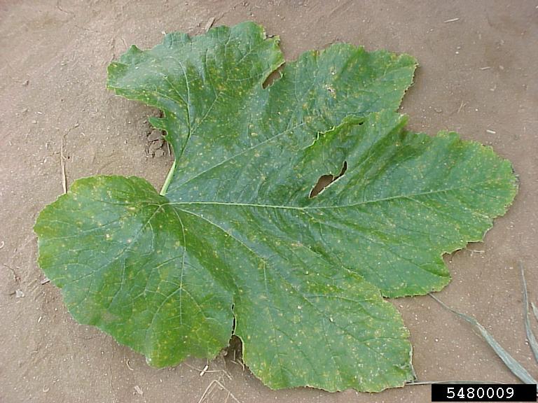 Squash Diseases and Pests, Description, Uses, Propagation