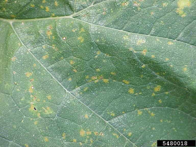 Squash Diseases and Pests, Description, Uses, Propagation