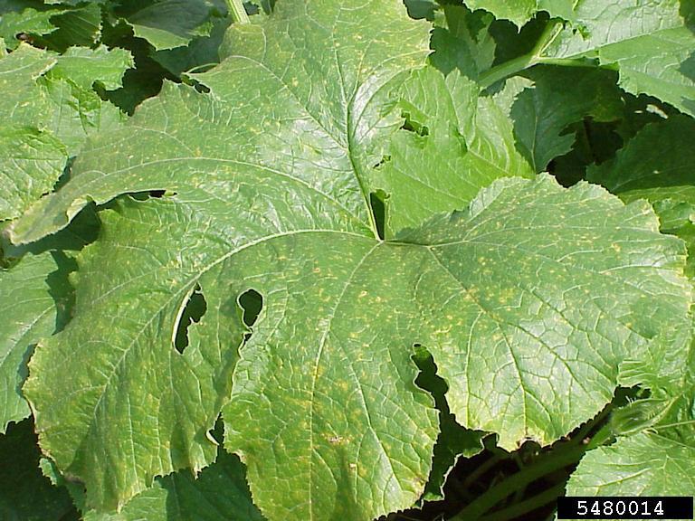 Squash Diseases and Pests, Description, Uses, Propagation