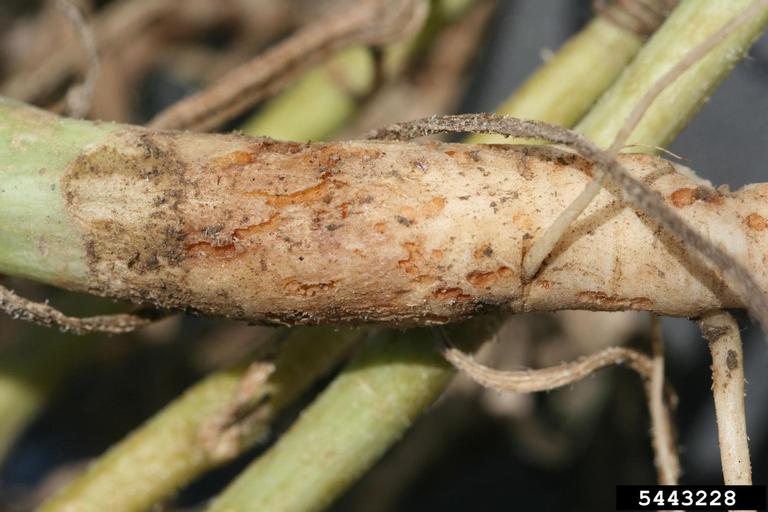 Squash Diseases and Pests, Description, Uses, Propagation