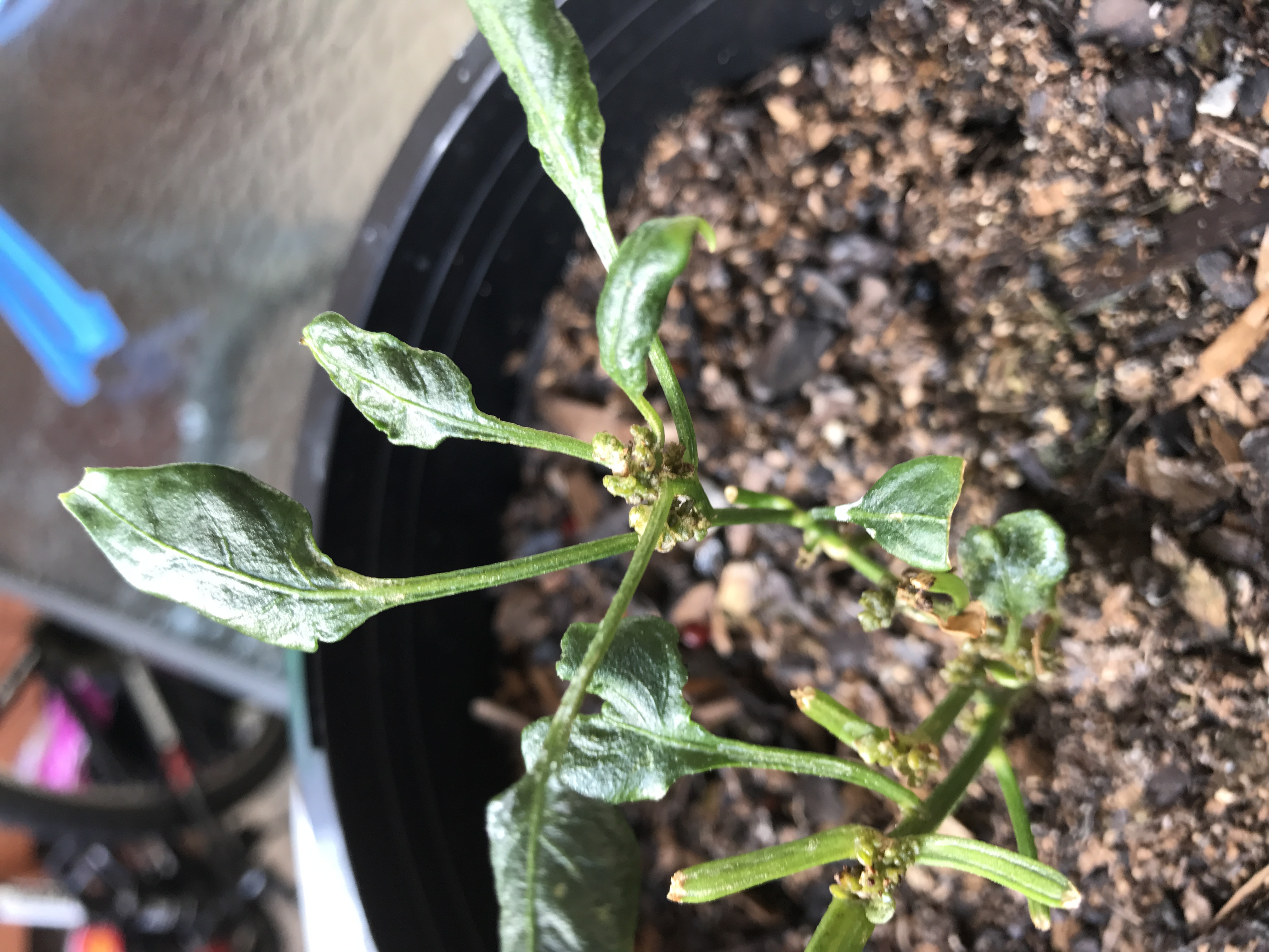 Chilli Pepper Chilli plant stunted growth. Bulbs growing between leafs