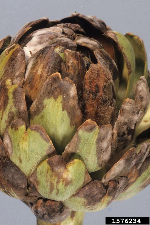 Artichoke Diseases and Pests, Description, Uses, Propagation