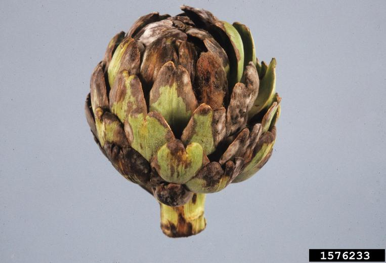 Artichoke Diseases and Pests, Description, Uses, Propagation