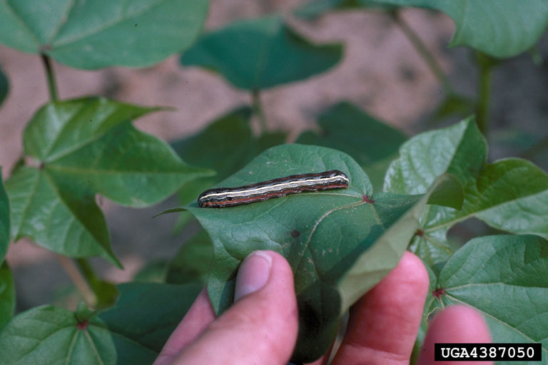 Artichoke Diseases and Pests, Description, Uses, Propagation