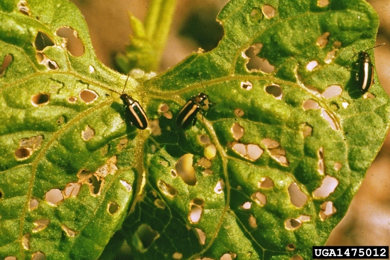 Artichoke Diseases and Pests, Description, Uses, Propagation