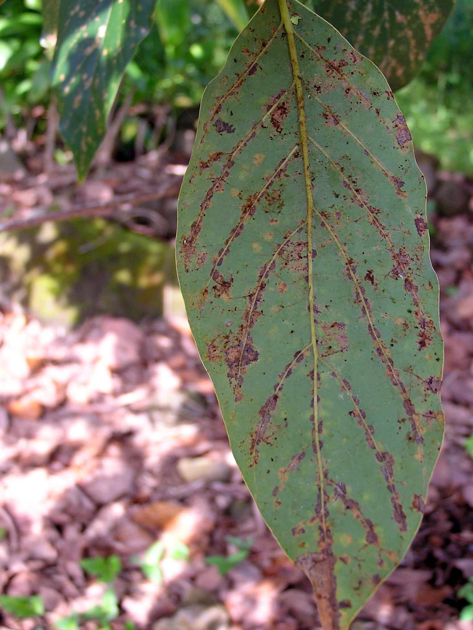 Avocado Diseases and Pests, Description, Uses, Propagation