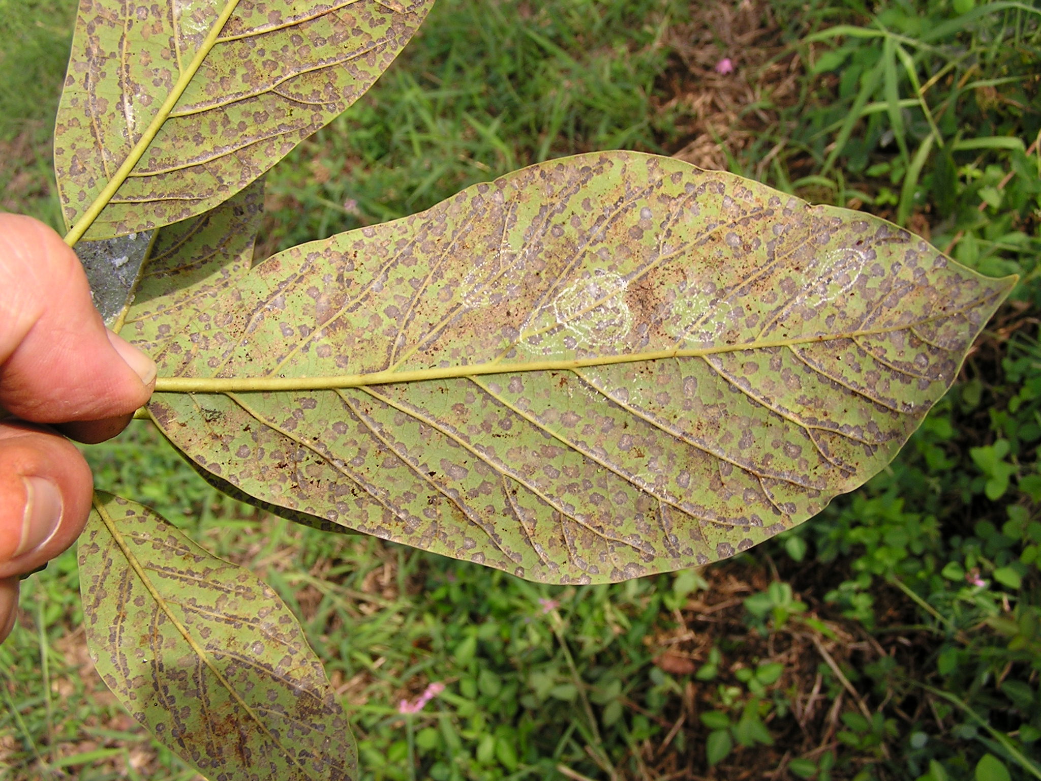 Avocado Diseases and Pests, Description, Uses, Propagation